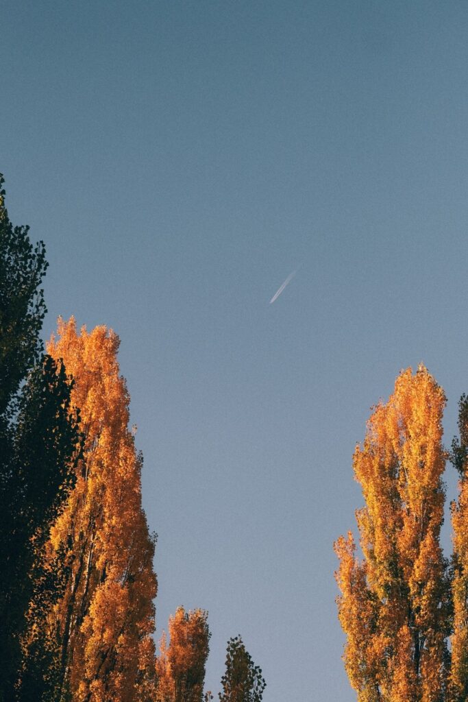 Herbstbild von bunten Bäumen und blauem Himmel