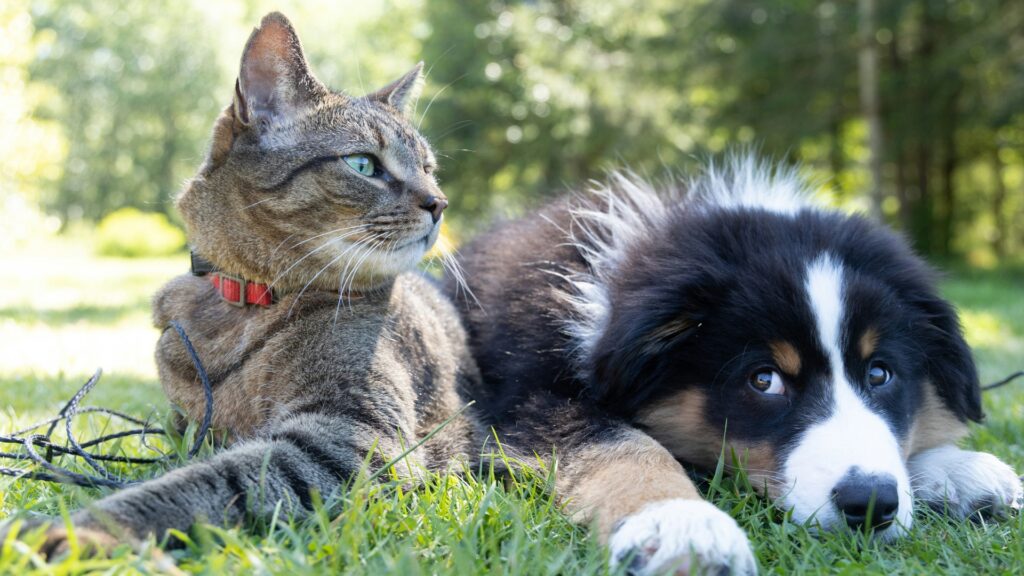 Haustier - Hund und Katze liegen in der Wiese